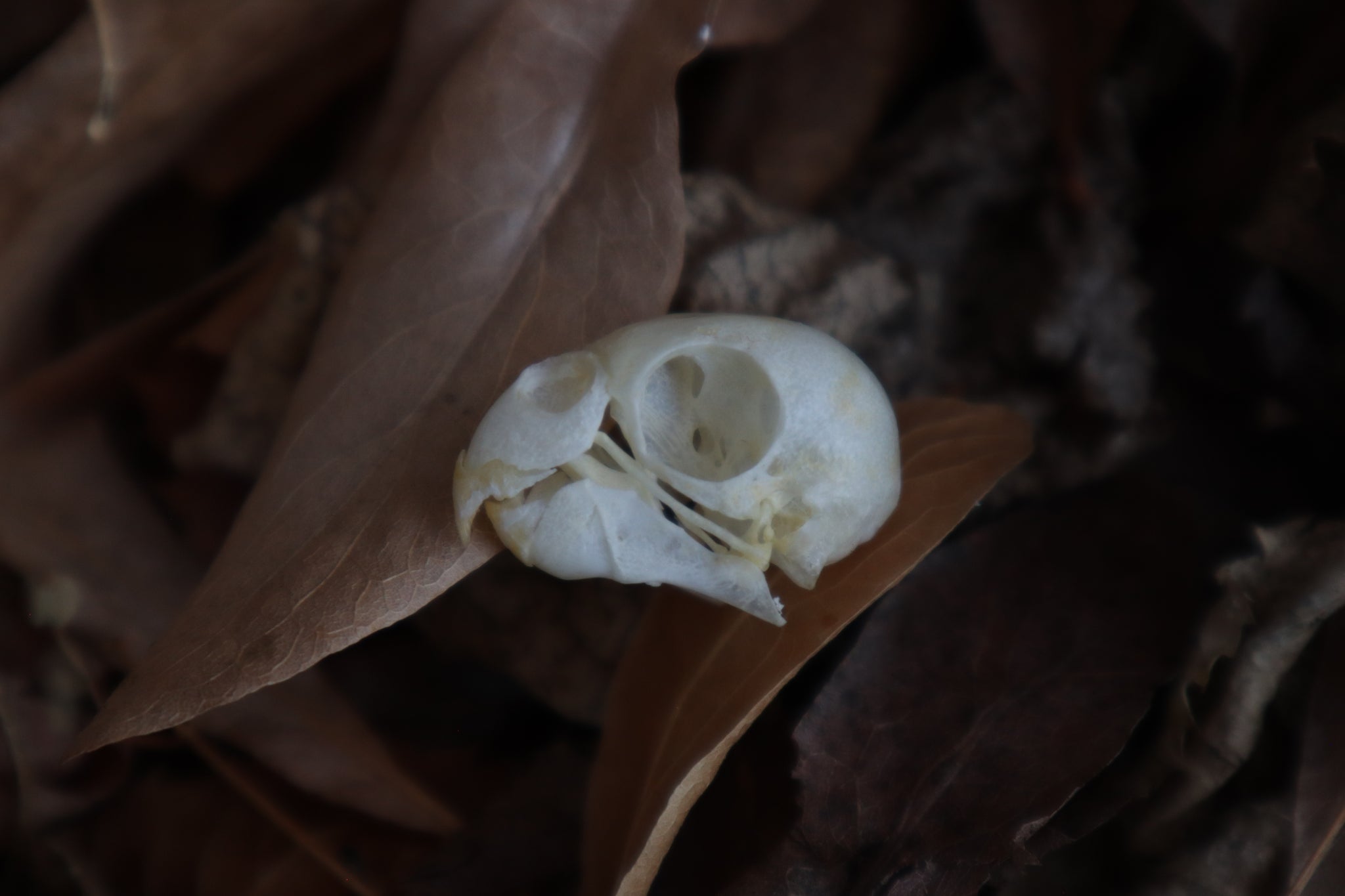 Craft Parakeet Skull