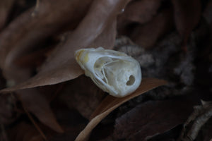 Craft Parakeet Skull