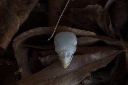 Craft Parakeet Skull