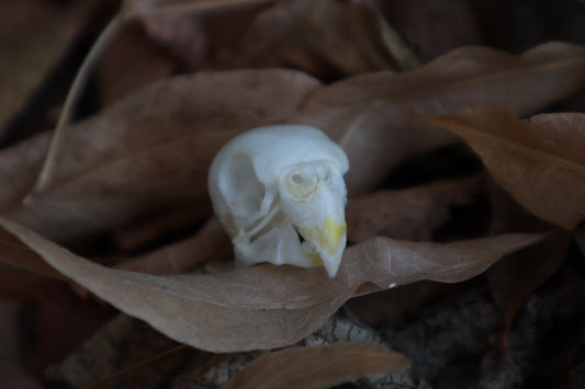 Craft Parakeet Skull