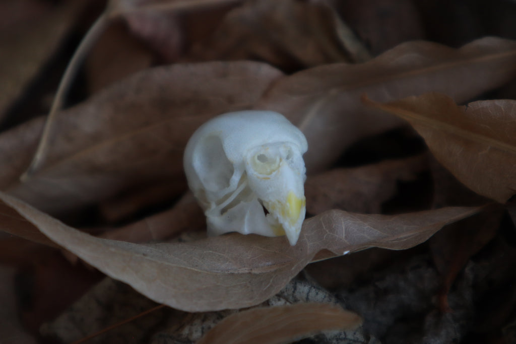 Craft Parakeet Skull