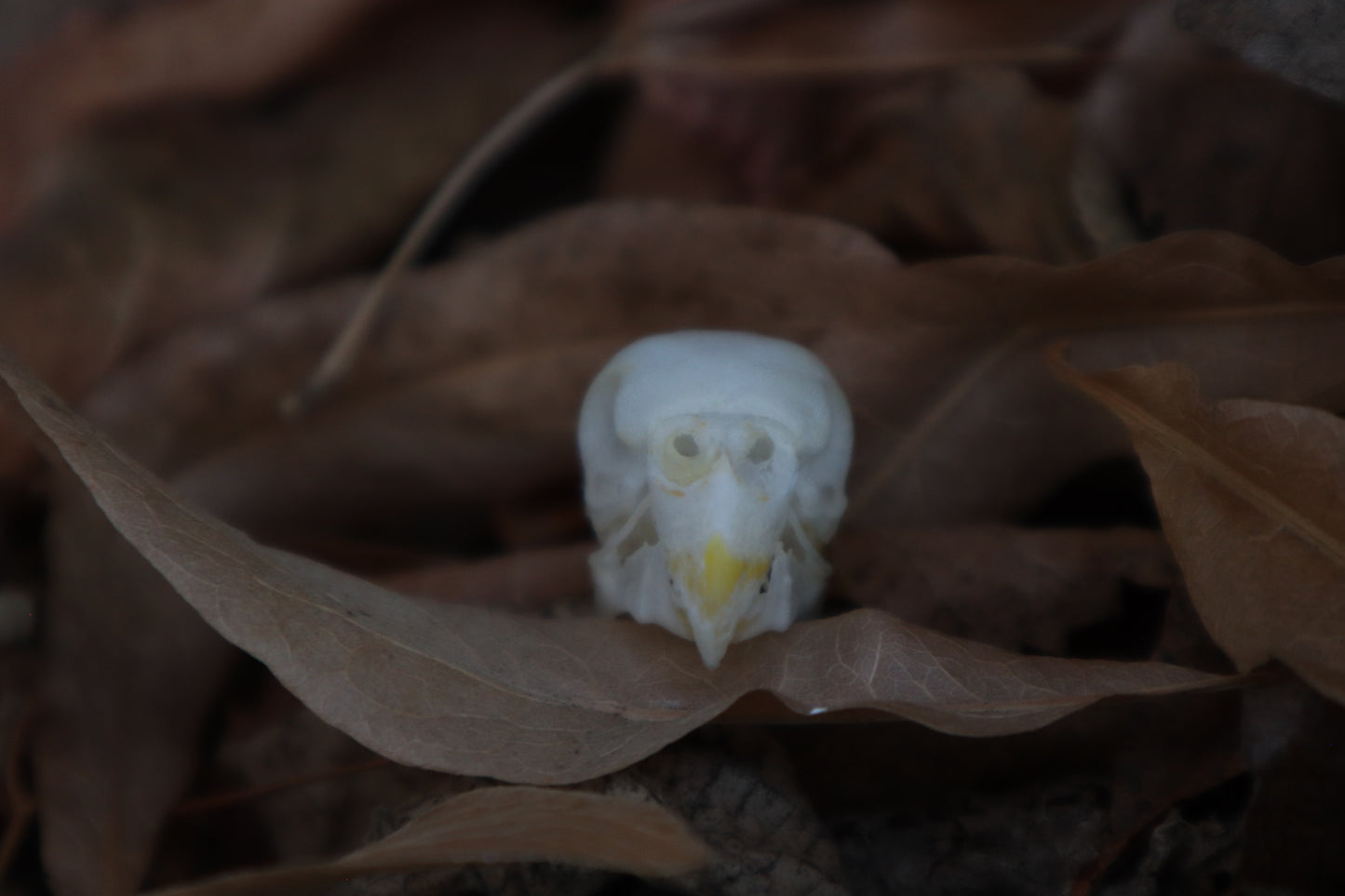 Craft Parakeet Skull