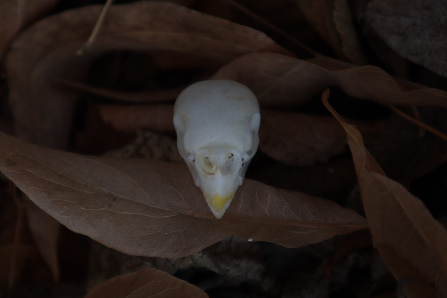 Craft Parakeet Skull
