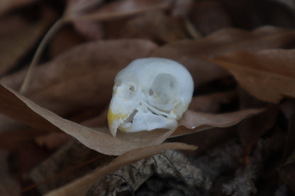 Craft Parakeet Skull