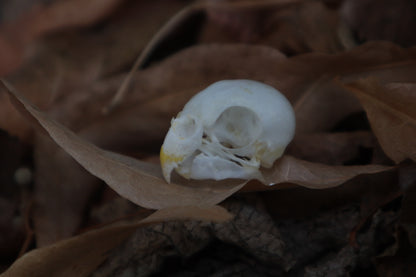 Craft Parakeet Skull
