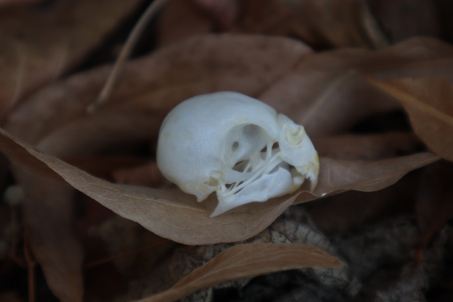 Craft Parakeet Skull