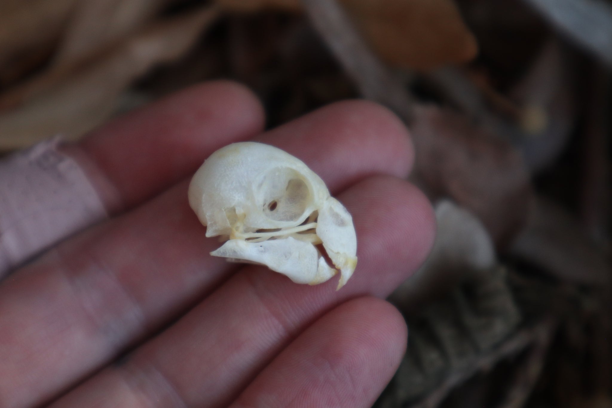 Craft Parakeet Skull