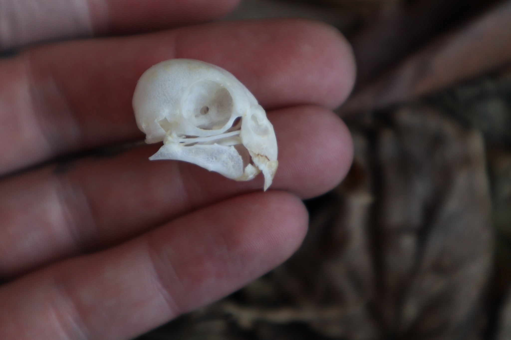 Craft Parakeet Skull