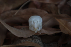 Craft Parakeet Skull