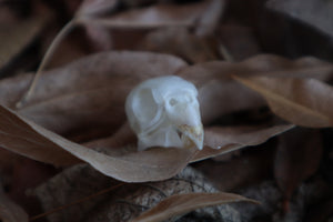 Craft Parakeet Skull