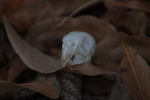 Craft Parakeet Skull