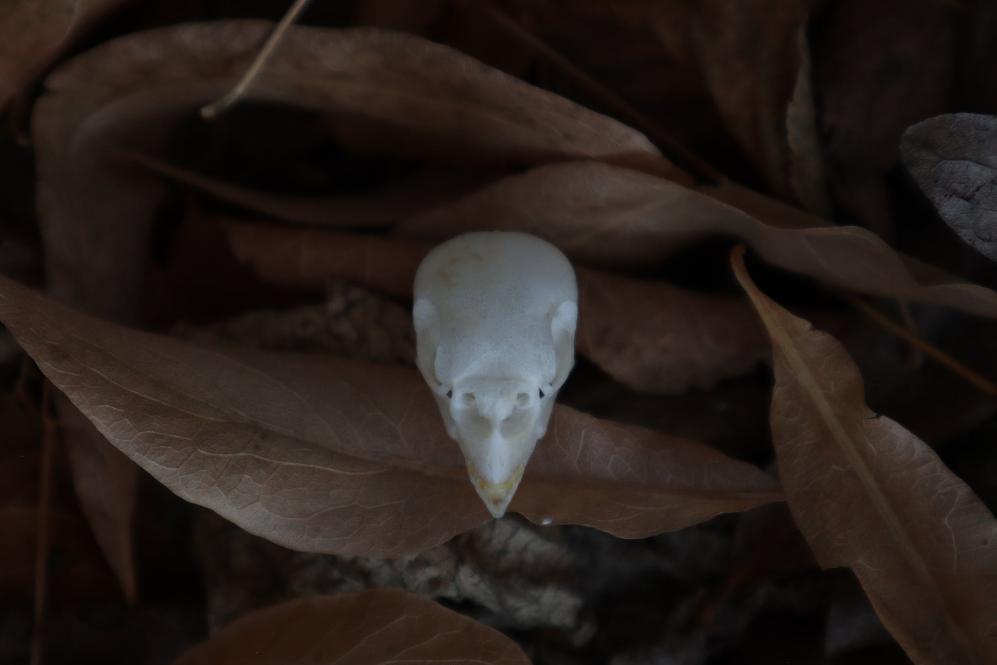 Craft Parakeet Skull