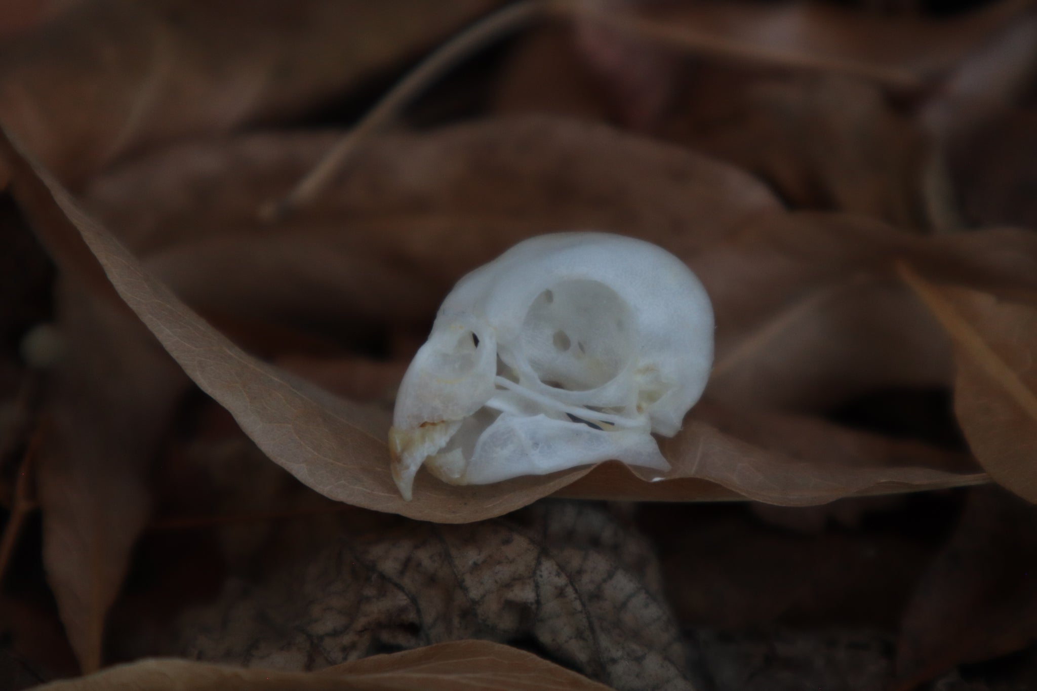 Craft Parakeet Skull