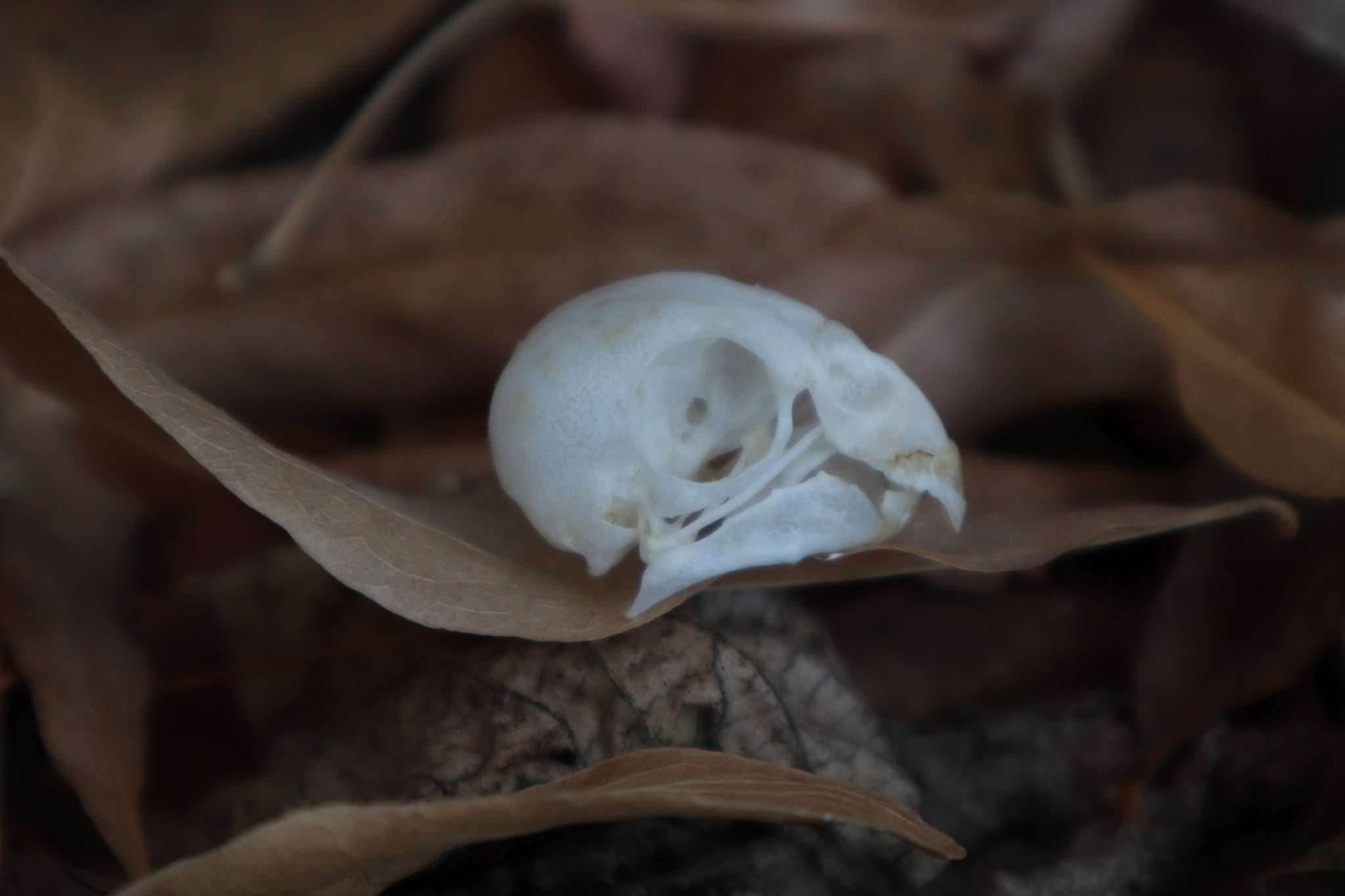 Craft Parakeet Skull