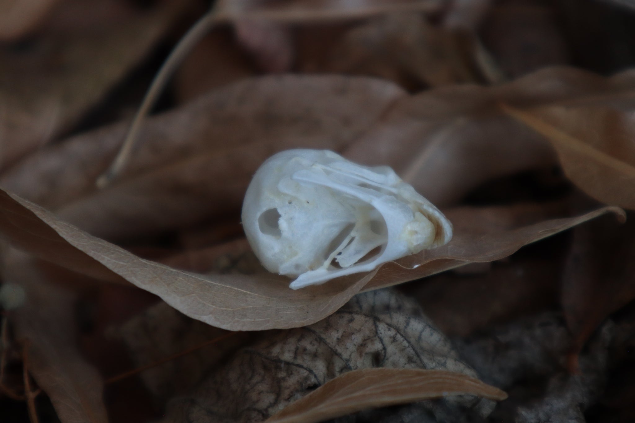 Craft Parakeet Skull