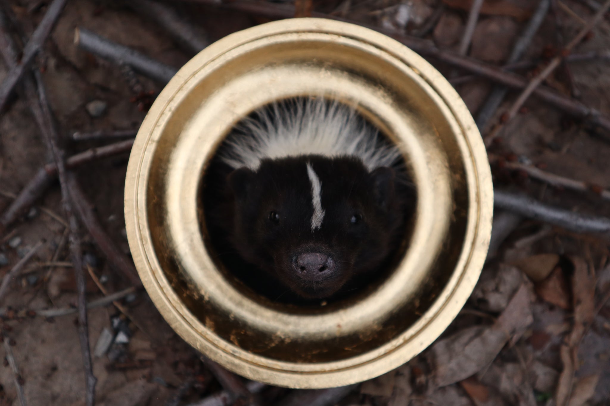 Reserved for Erin - Framed Striped Skunk Taxidermy