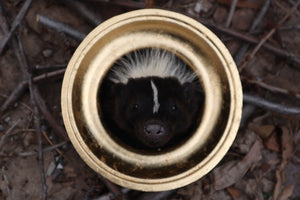 Reserved for Erin - Framed Striped Skunk Taxidermy