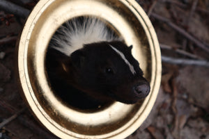 Reserved for Erin - Framed Striped Skunk Taxidermy