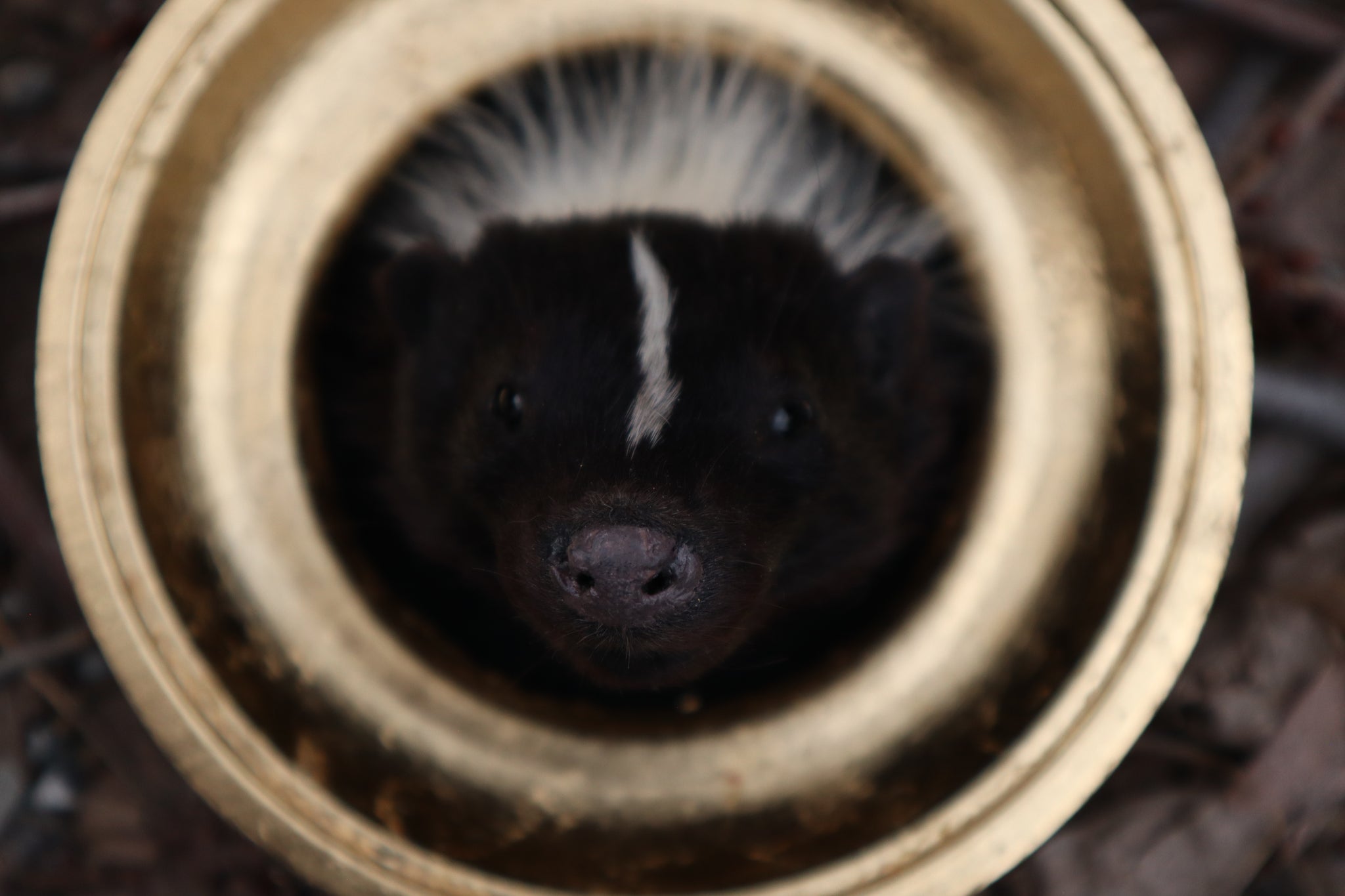 Reserved for Erin - Framed Striped Skunk Taxidermy