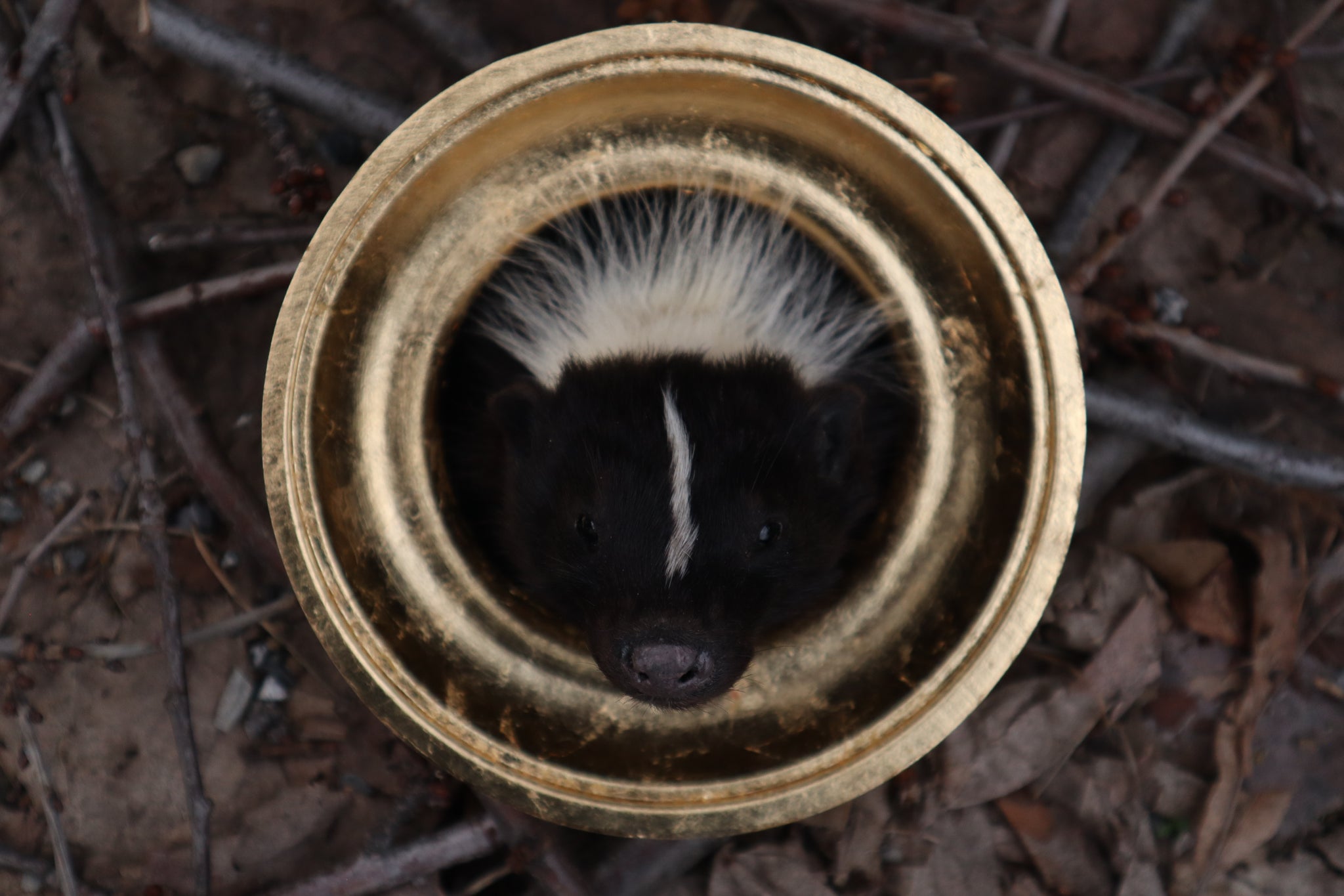 Reserved for Erin - Framed Striped Skunk Taxidermy