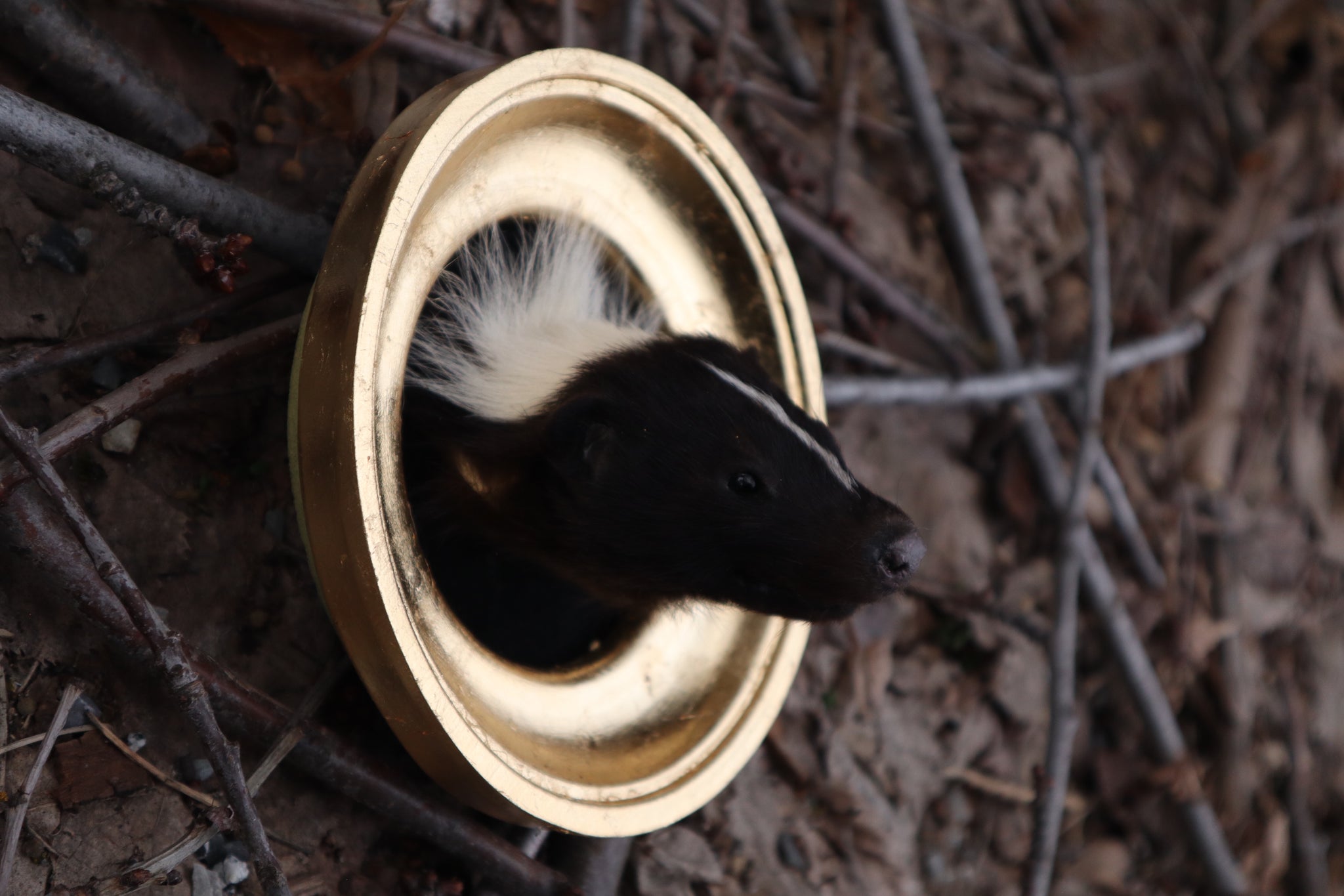 Reserved for Erin - Framed Striped Skunk Taxidermy