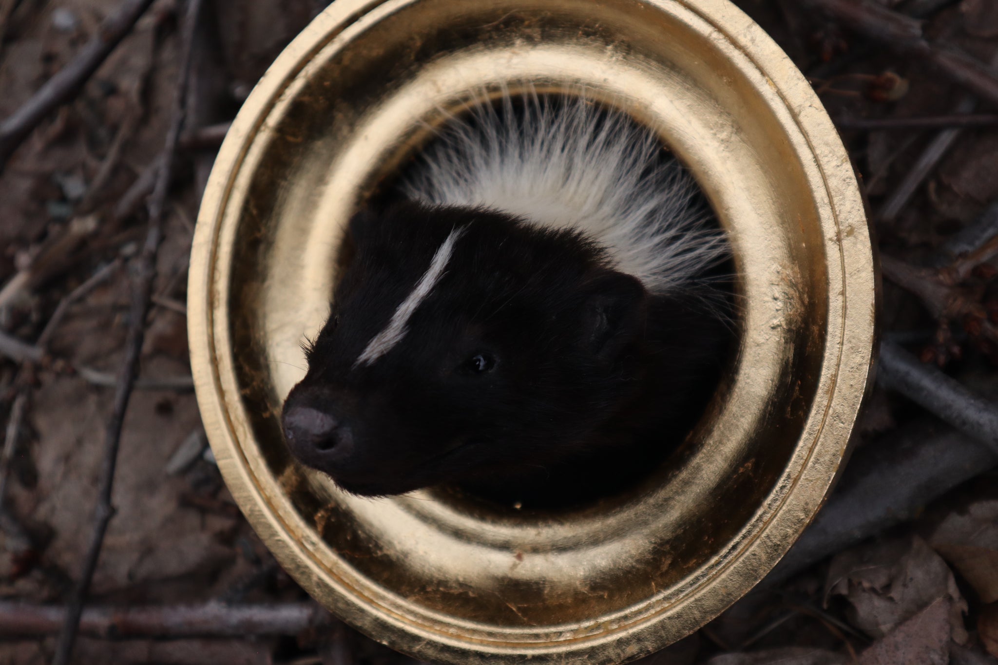 Reserved for Erin - Framed Striped Skunk Taxidermy