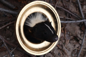 Reserved for Erin - Framed Striped Skunk Taxidermy