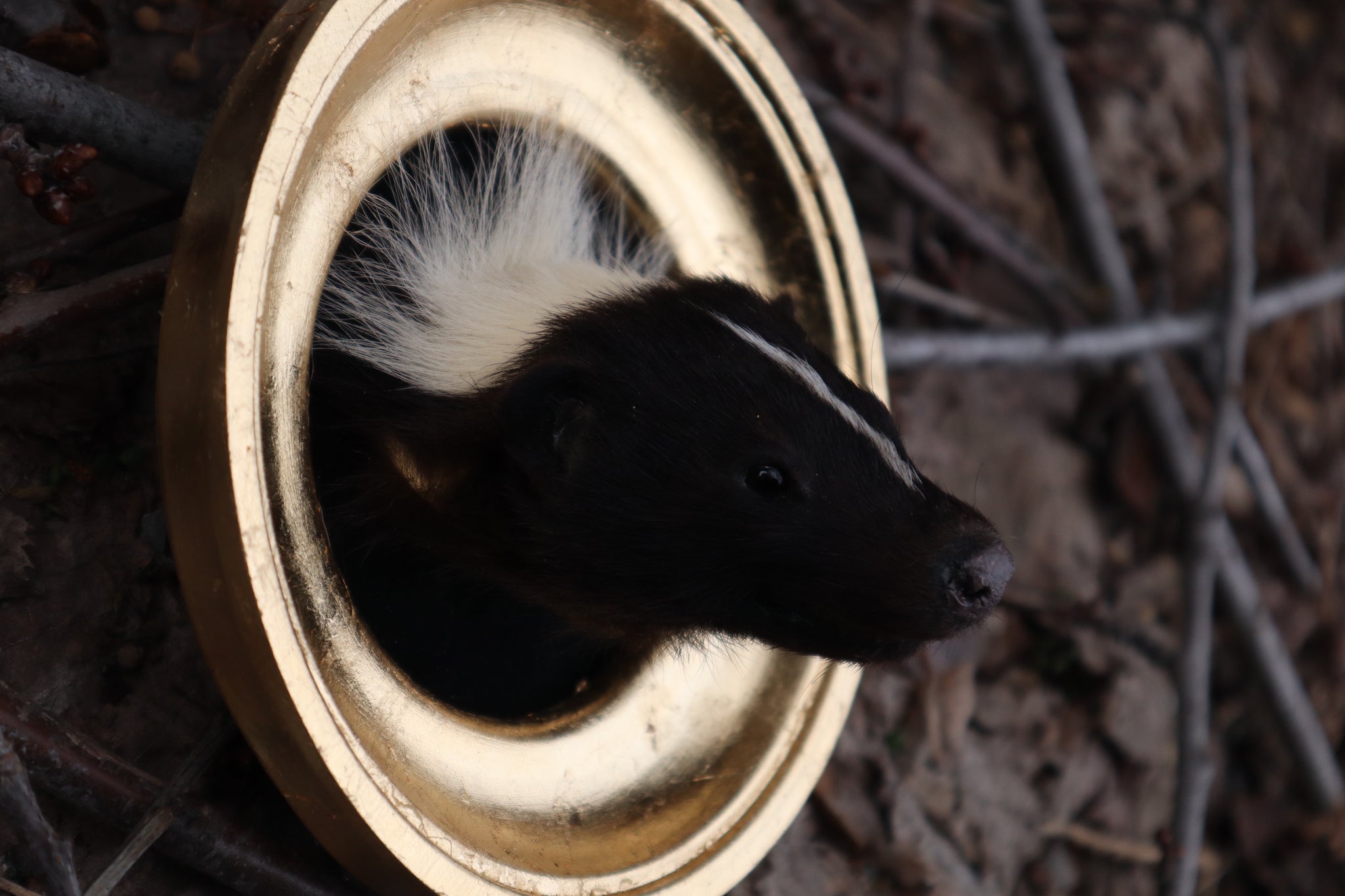 Reserved for Erin - Framed Striped Skunk Taxidermy