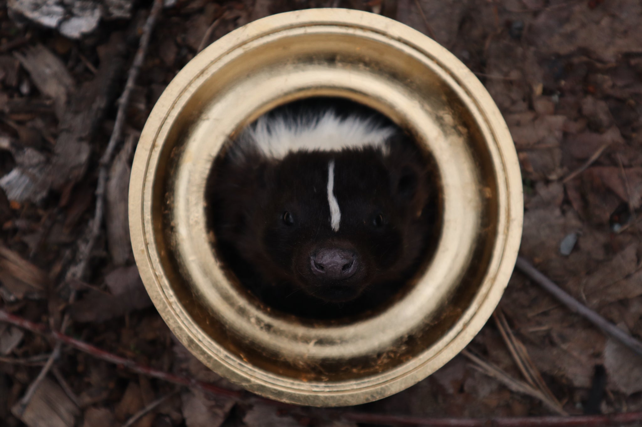 Framed Striped Skunk Taxidermy