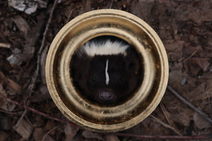 Framed Striped Skunk Taxidermy