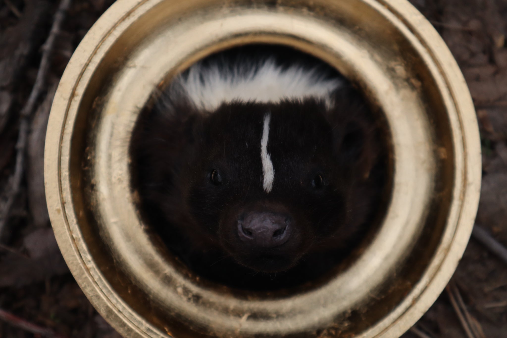 Framed Striped Skunk Taxidermy