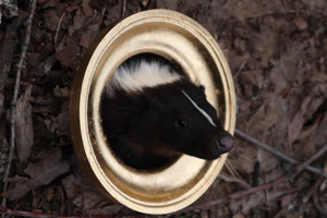 Framed Striped Skunk Taxidermy