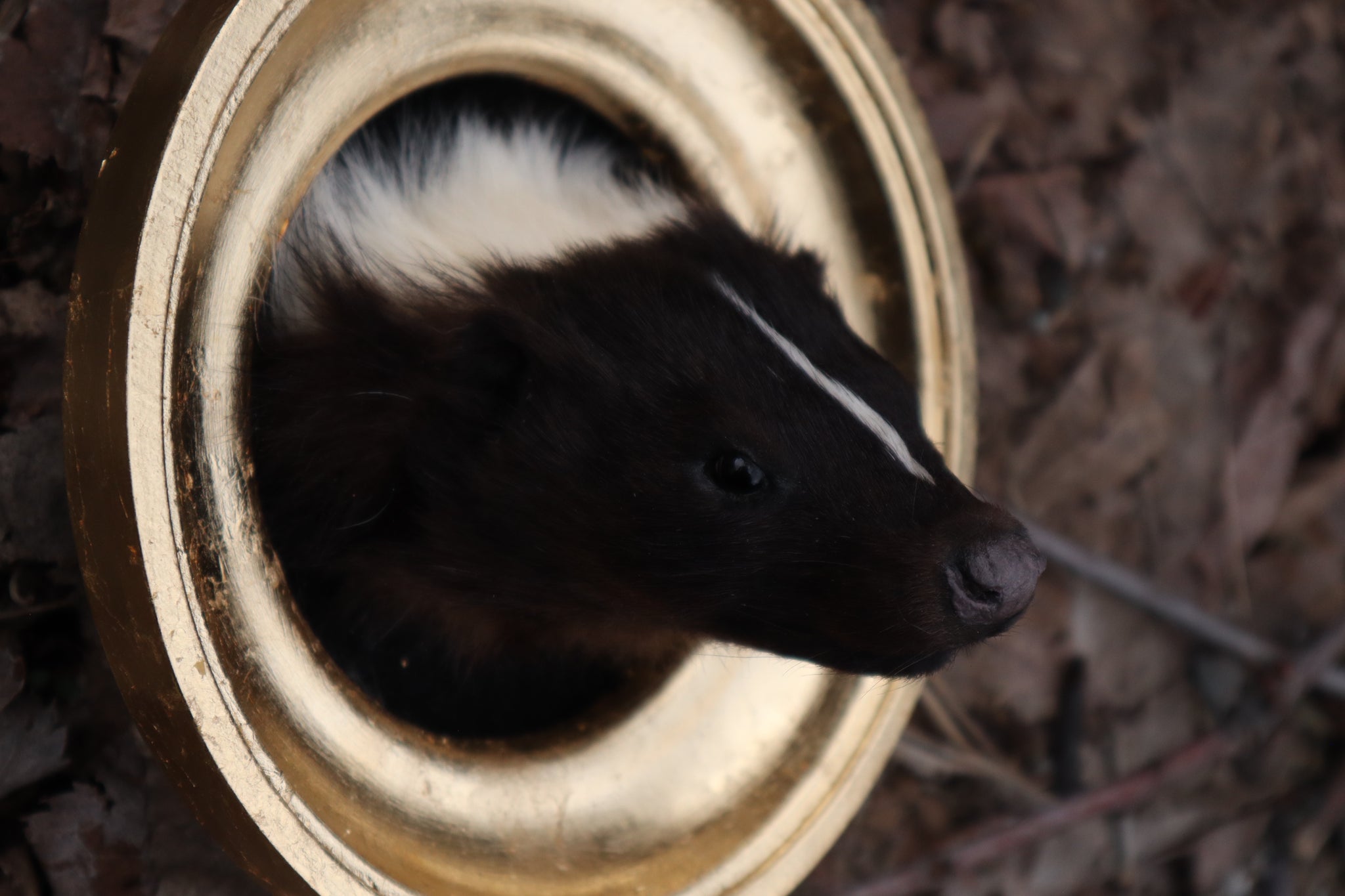 Framed Striped Skunk Taxidermy