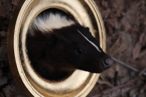 Framed Striped Skunk Taxidermy