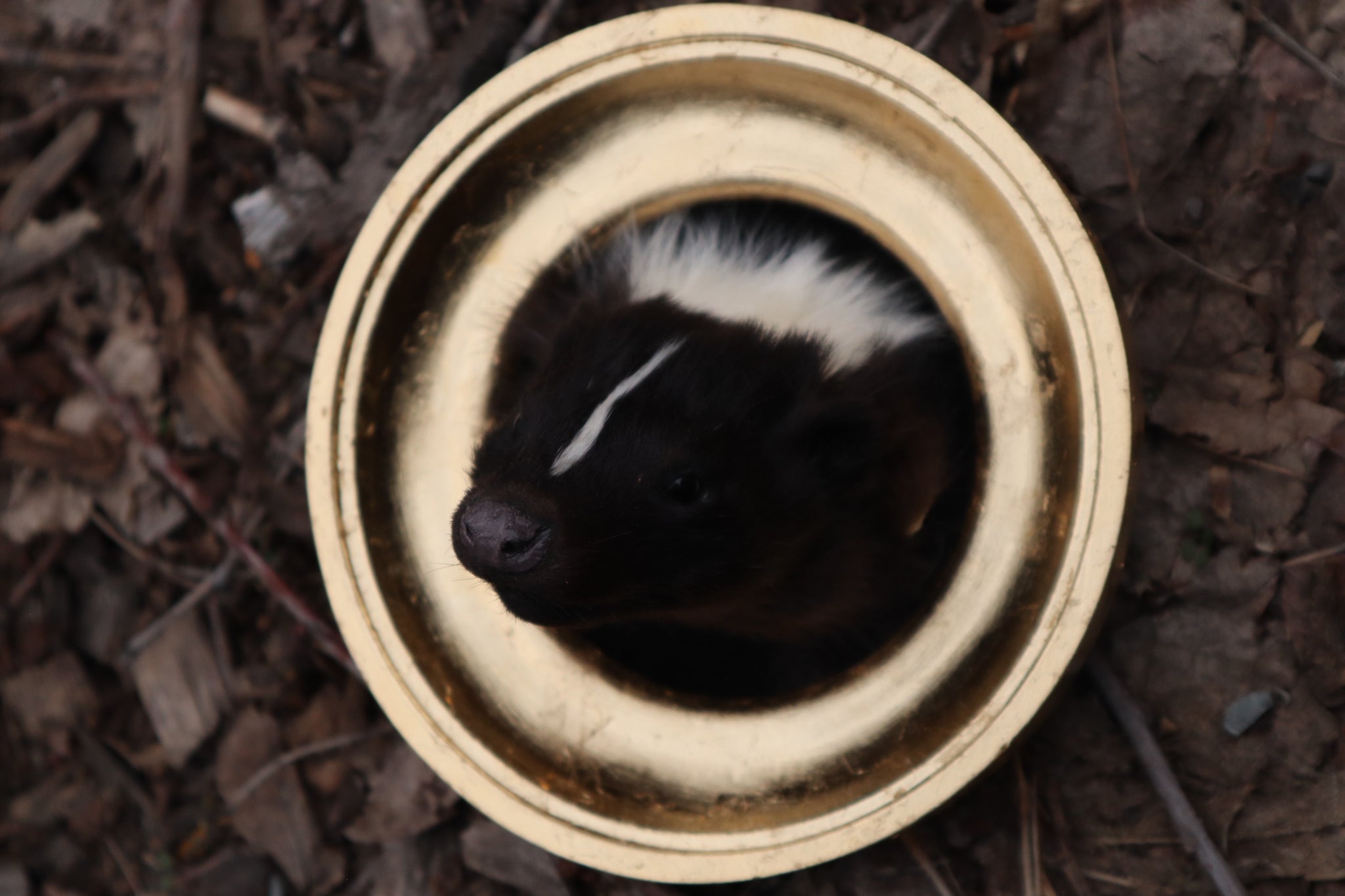 Framed Striped Skunk Taxidermy