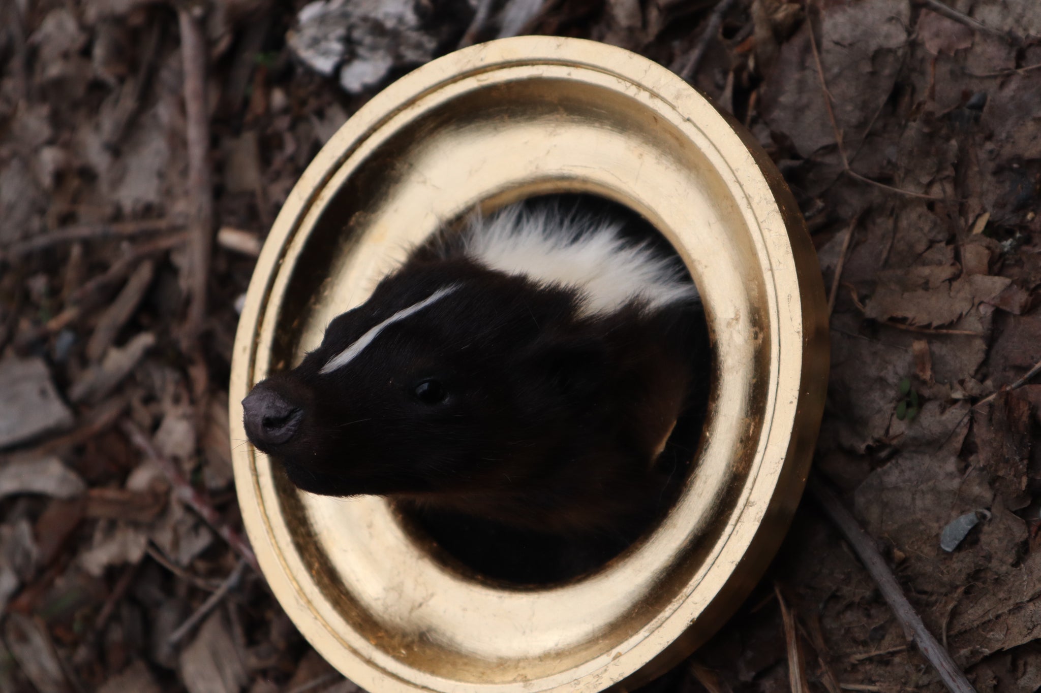 Framed Striped Skunk Taxidermy