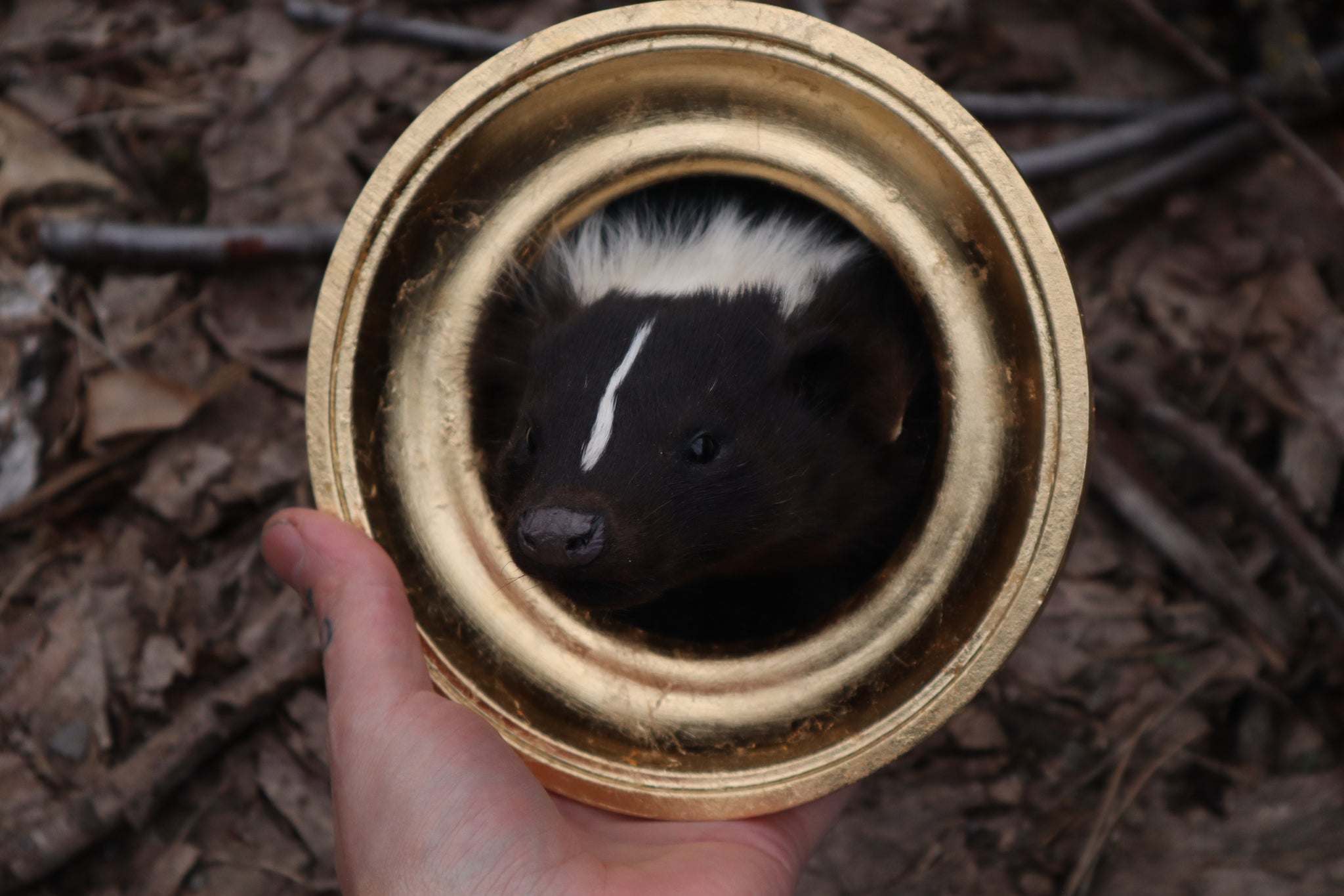 Framed Striped Skunk Taxidermy