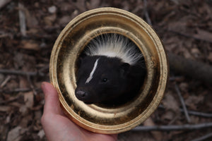 Reserved for Erin - Framed Striped Skunk Taxidermy