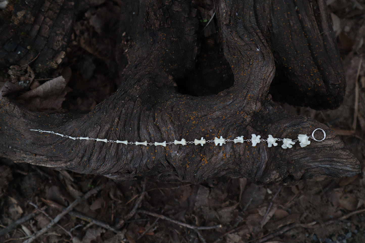 Fluid Groundhog Tail Articulation
