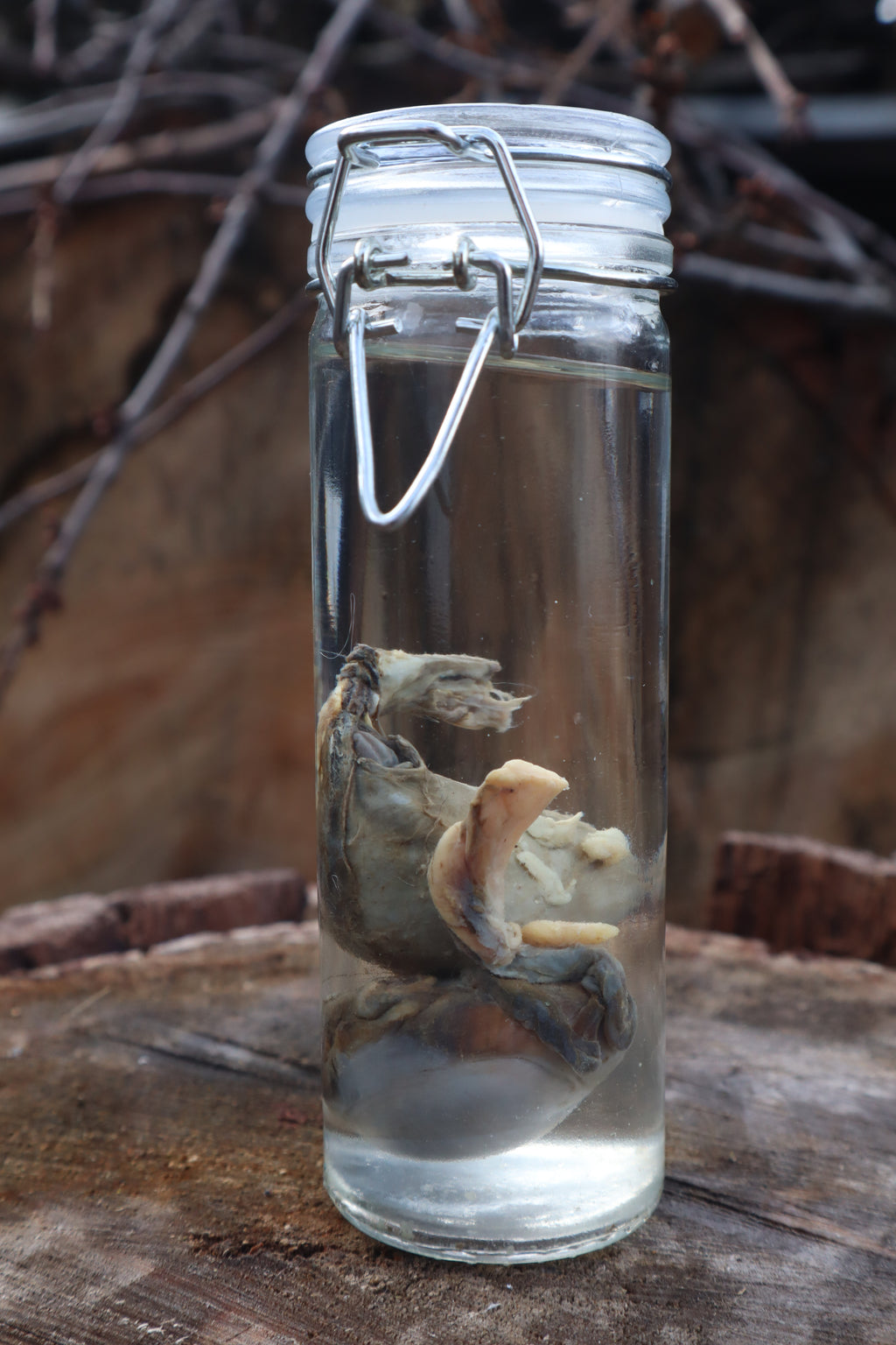 Wet Specimen Wolf Testicles