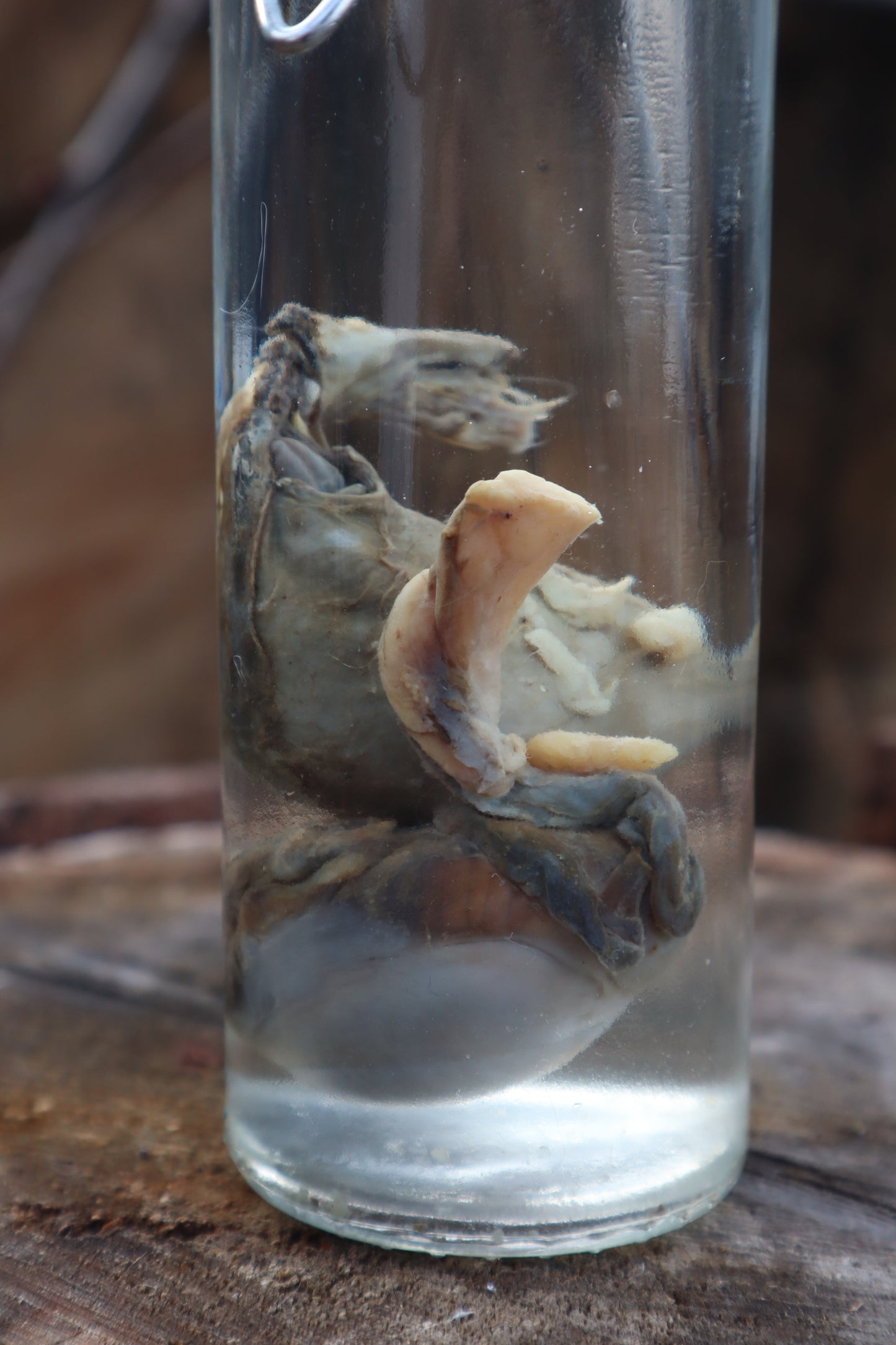 Wet Specimen Wolf Testicles