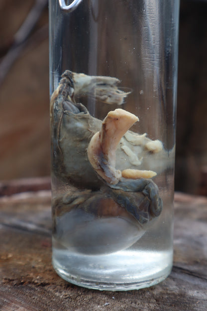Wet Specimen Wolf Testicles
