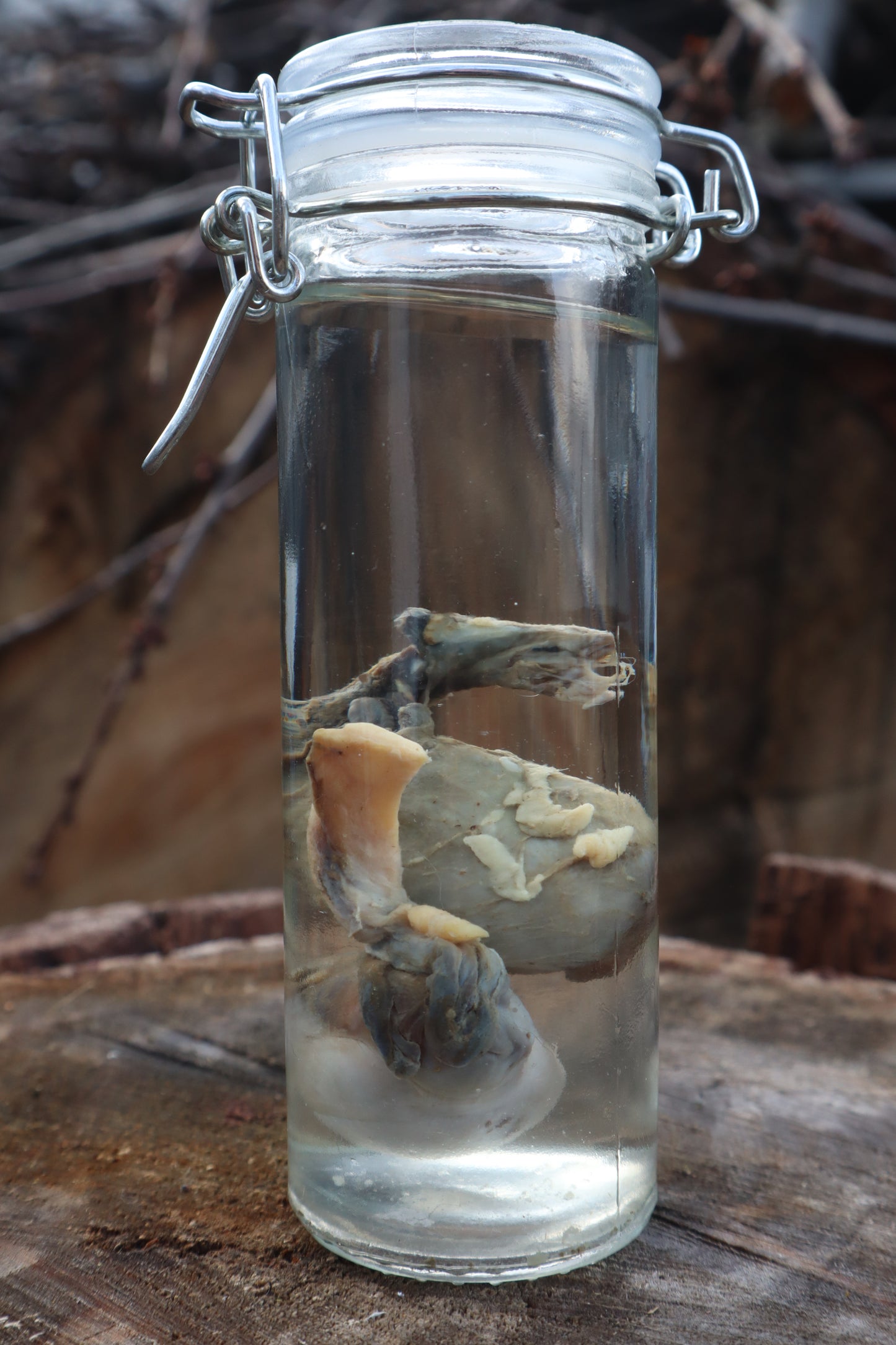 Wet Specimen Wolf Testicles