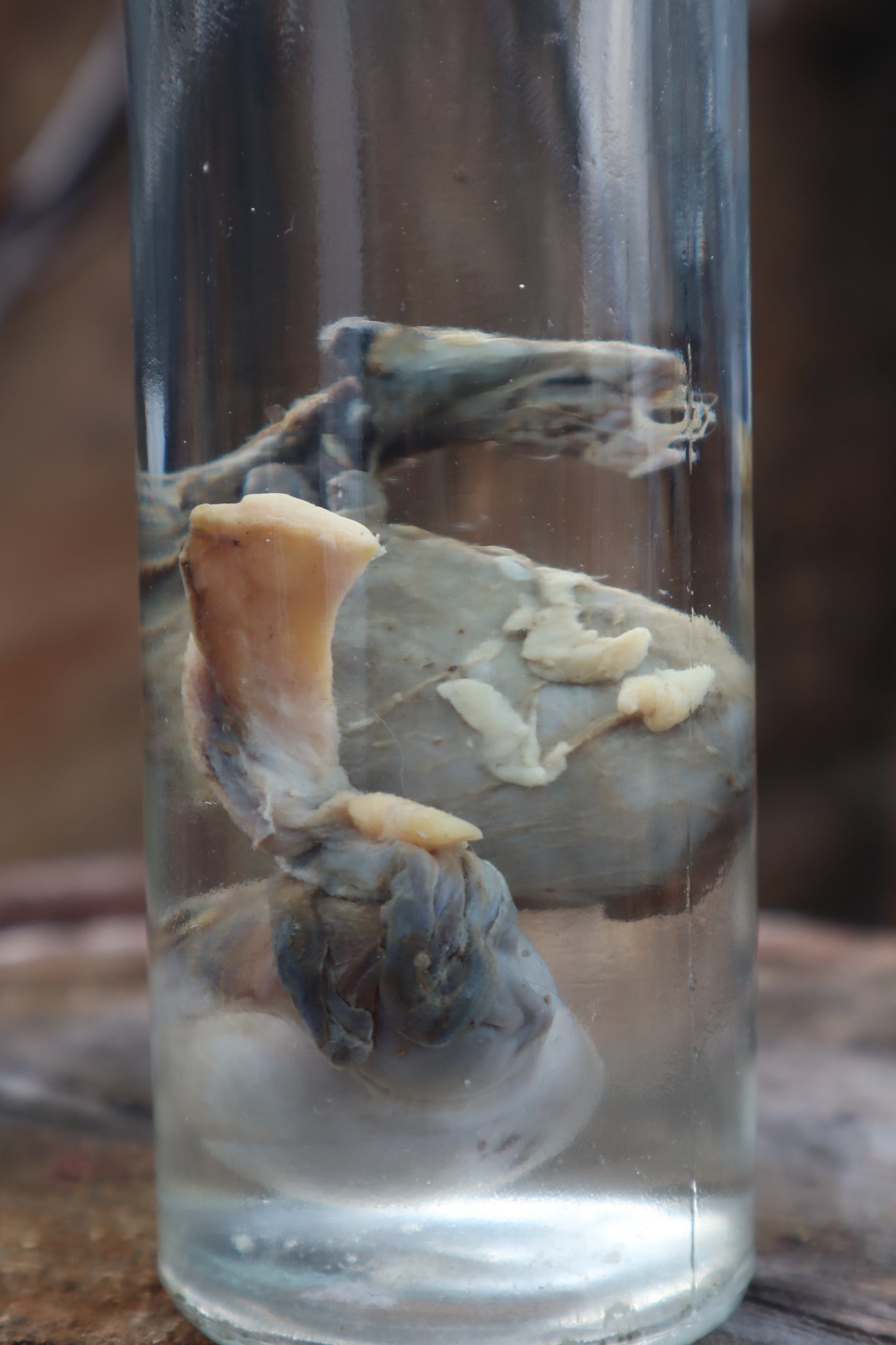 Wet Specimen Wolf Testicles