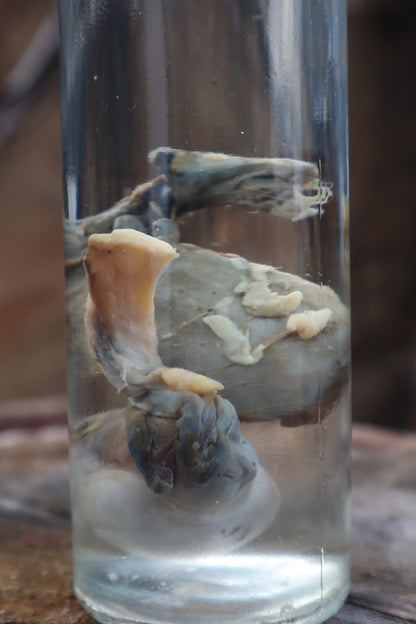 Wet Specimen Wolf Testicles