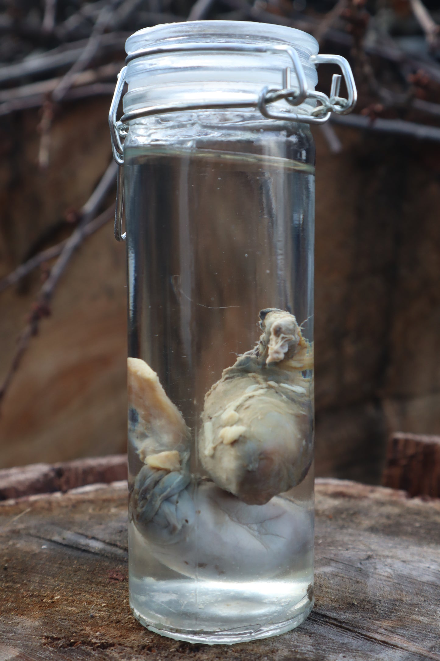 Wet Specimen Wolf Testicles