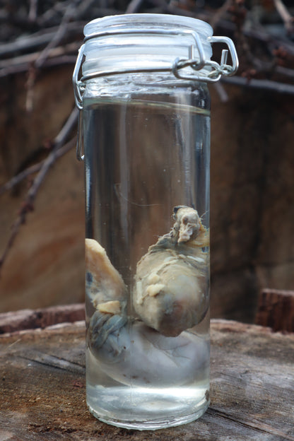 Wet Specimen Wolf Testicles