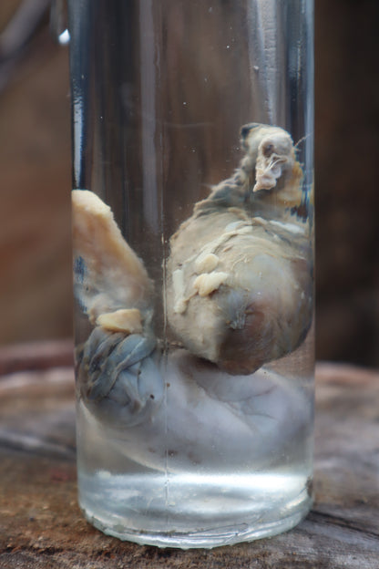 Wet Specimen Wolf Testicles