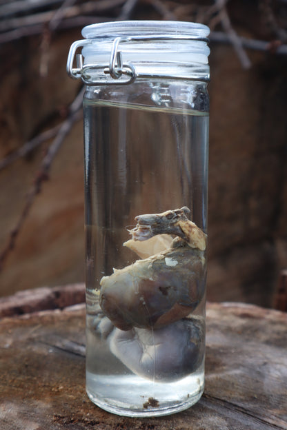 Wet Specimen Wolf Testicles