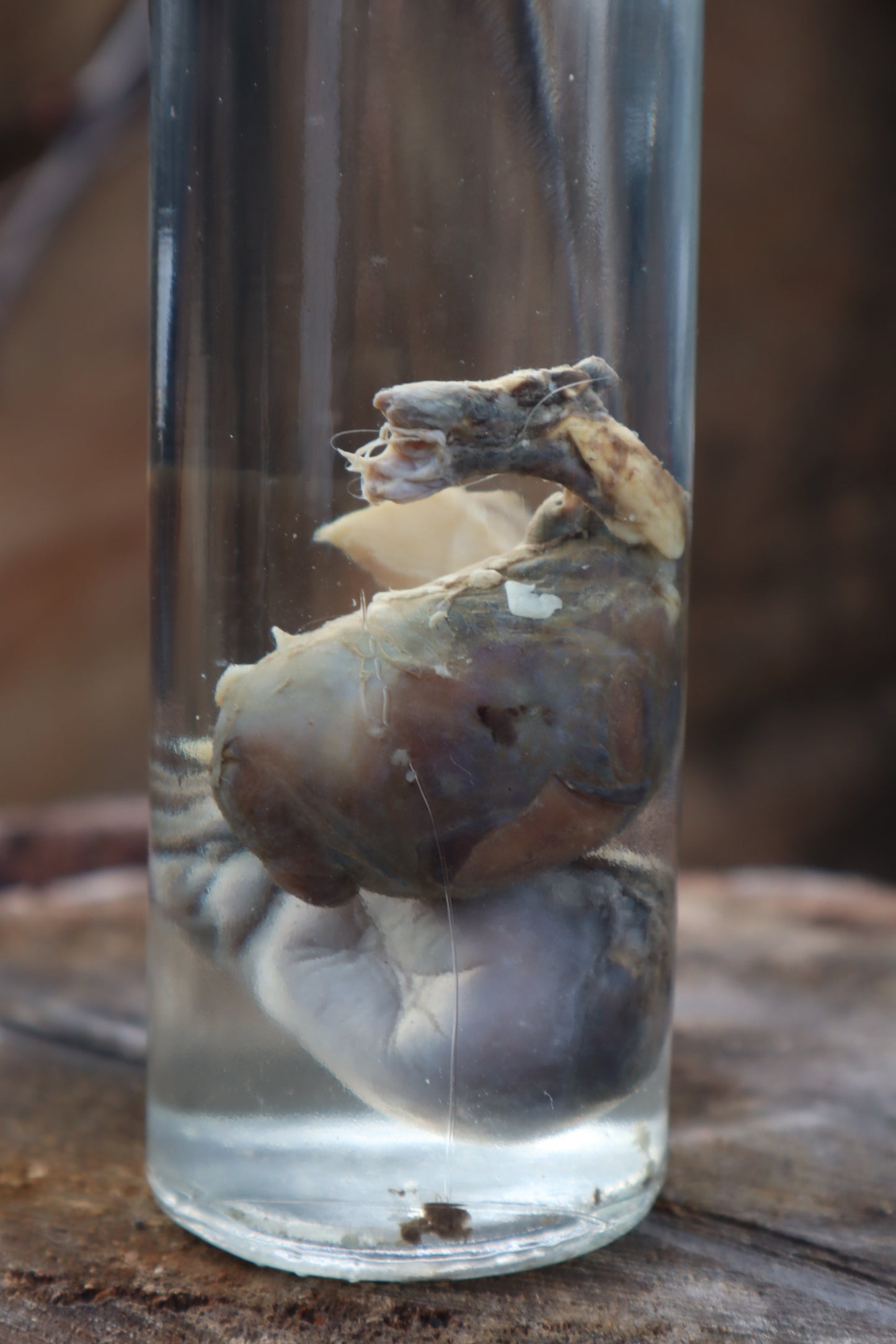 Wet Specimen Wolf Testicles